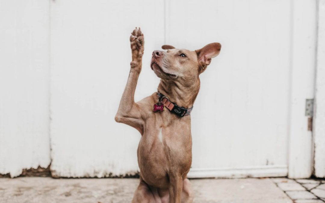 The Power of Positive Training for your Dog