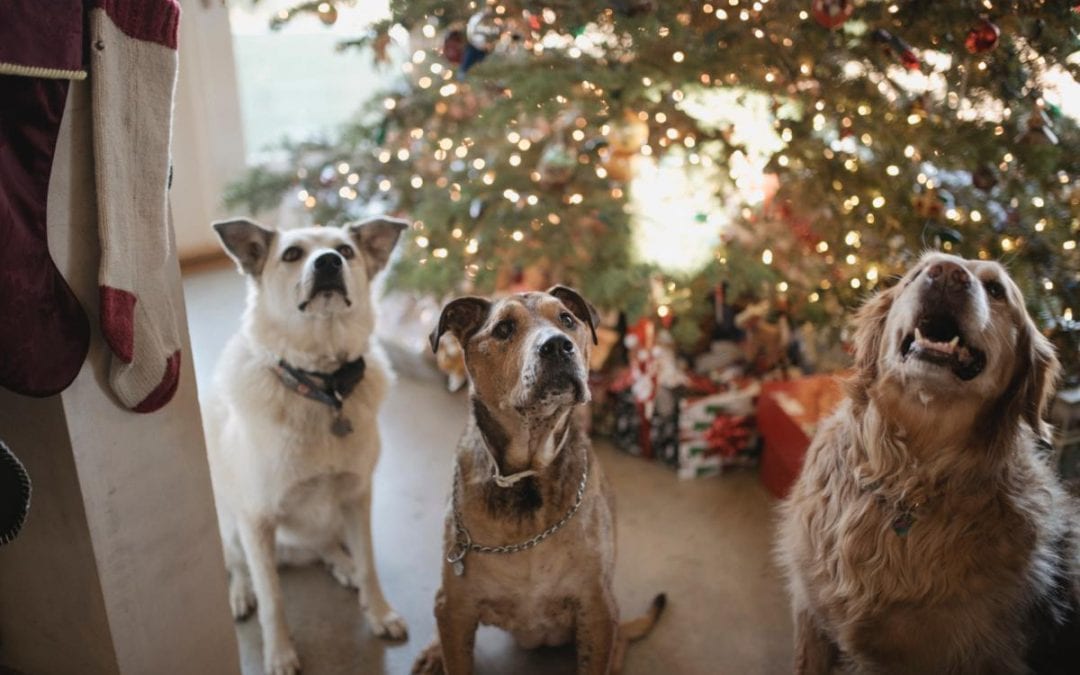 Holiday Tips For Your Furry Friends