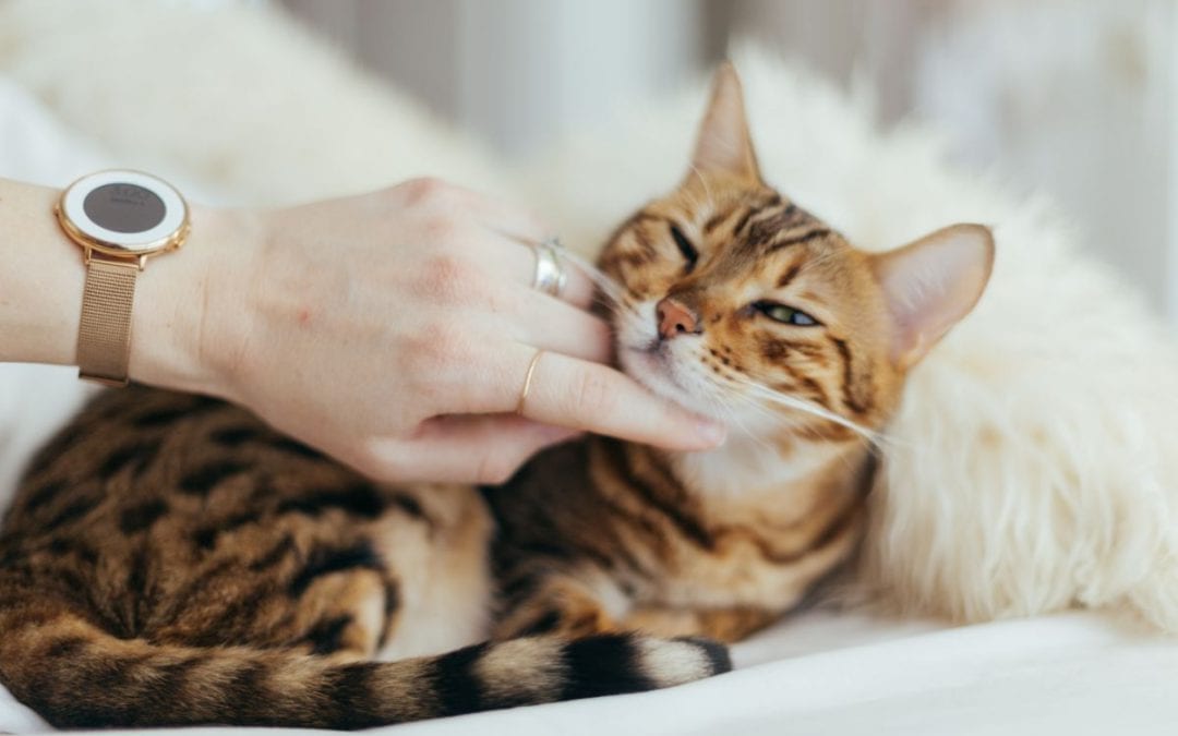 Tips On How To Bond With Your Cat