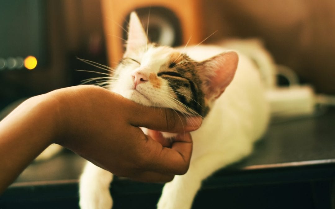 Thankful for Pets: The Infinite Benefits of Pet Ownership