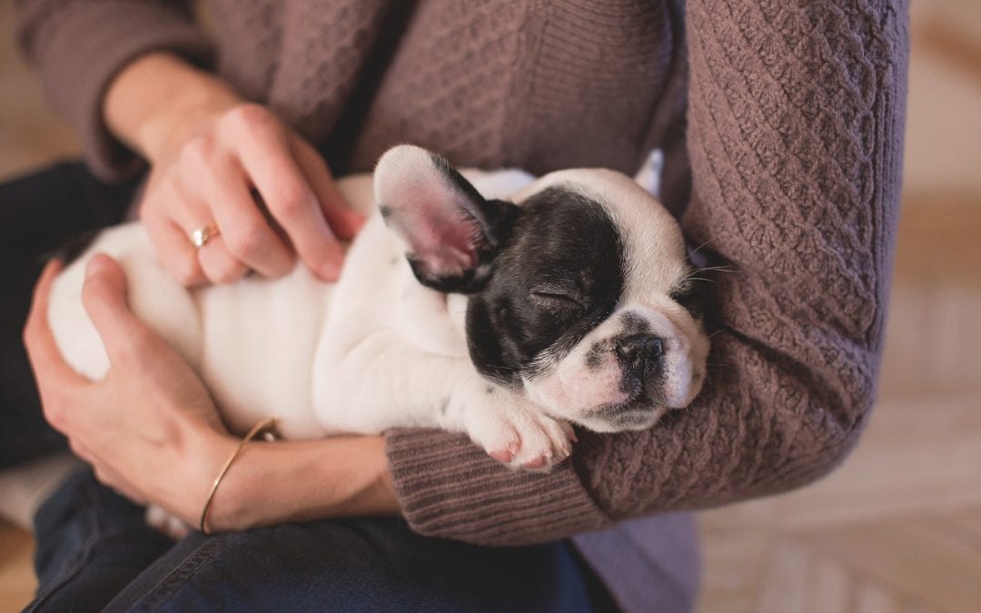 Preventing Social Anxiety in Your Puppy